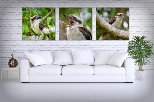 Curious Kookaburra Acoustic Panel